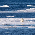 Polar bear in Svalbard.