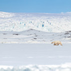 Polar bear in Svalbard