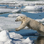 Polar bear in Svalbard