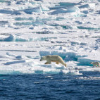 Polar bear in Svalbard.