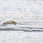 Polar bear in Svalbard.