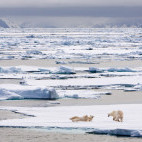 Polar bear in North Spitsbergen.