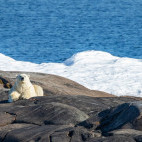 Polar bear in Svalbard.