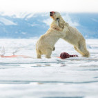 Polar bear fighting in Svalbard