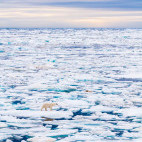 Polar bear in Svalbard