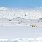 Polar bear in Svalbard