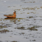 Red phalarope in Svalbard.