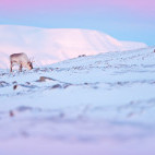 Reindeer in Svalbard
