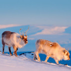 Reindeer in Svalbard