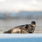 Ringed seal in Svalbard.
