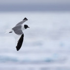 Sabine's gull in Svalbard.