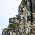 Seabird colony in Svalbard.