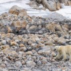 Polar bear in North Spitsbergen.