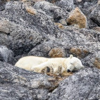 Polar bear in Spitsbergen.