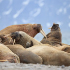 Walrus in Svalbard.
