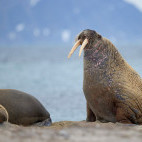 Walrus in Spitsbergen.
