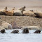 Walrus in North Spitsbergen.
