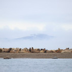 Walrus in Svalbard.
