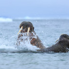 Walrus in Spitsbergen.