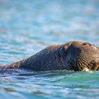 Walrus in Svalbard.