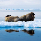 Walrus in Svalbard.