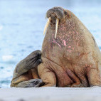 Walrus in Svalbard.