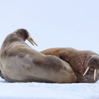 Walrus in Svalbard.