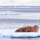 Walrus in Svalbard.