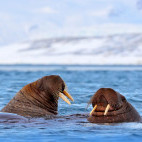Walrus in Svalbard