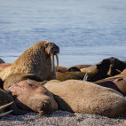 Walrus in Svalbard.