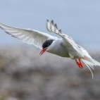 Arctic tern in Iceland