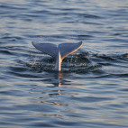 Beluge whale in the Arctic.