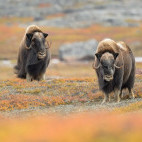 Musk ox in Canada