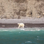 Polar bear in Canada