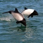 Commerson's dolphin in the Falkland Islands