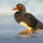 Falkland steamer duck in the Falkland Islands
