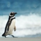 Magellanic penguin in the Falkland Islands