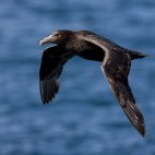 Southern giant petrel in the Falkland Islands