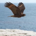 Striated caracara in the Falkland Islands