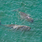 Bowhead whale in Greenland