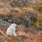 Arctic hare in Greenland