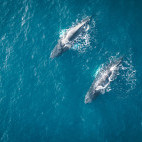 Humpback whale in Greenland