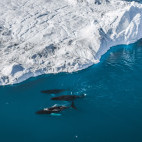 Humpback whale in Greenland