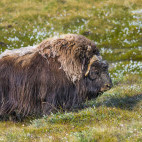 Musk ox in Greenland