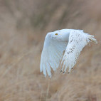 Snowy owl in Greenland