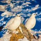 Willow ptarmigan in Greenland