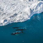 Humpback whale in the Arctic