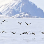 King eider in the Arctic