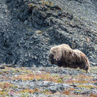 Musk ox in the Arctic.