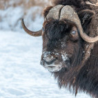 Musk ox in the Arctic